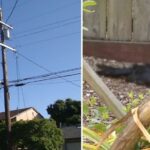 Residents of Richmond, California, Stunned by Bizarre Bird Deaths: A Growing Mystery Unfolds