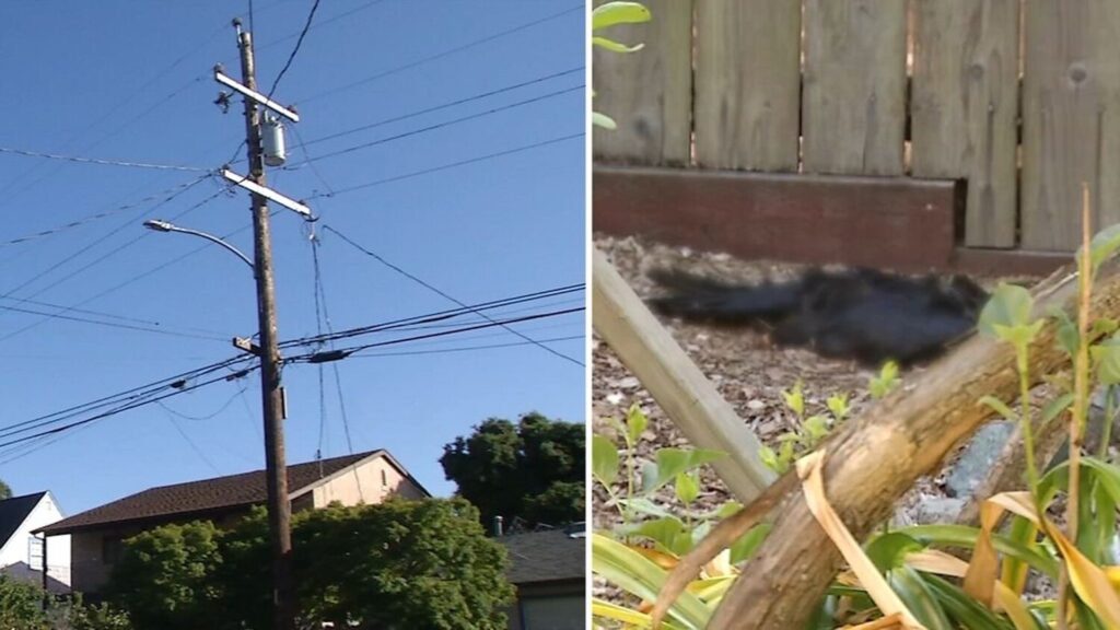 Residents of Richmond, California, Stunned by Bizarre Bird Deaths: A Growing Mystery Unfolds
