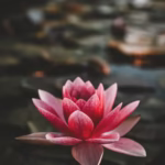 Jessica L. Pflanz Obituary Nebraska City, NE: Beloved Mother, Friend, and Community Member Passes Away, Leaving a Legacy of Love and Kindness