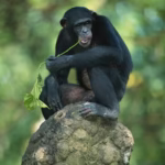 Chimpanzees Drumming with Rhythm: A Groundbreaking Discovery in Communication and Evolution