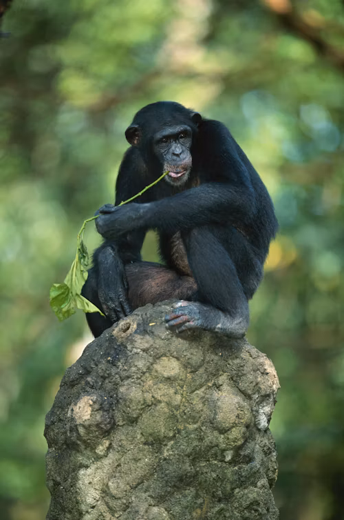 Chimpanzees Drumming with Rhythm: A Groundbreaking Discovery in Communication and Evolution